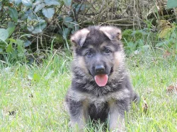 Prodáme štěňata NO s PP